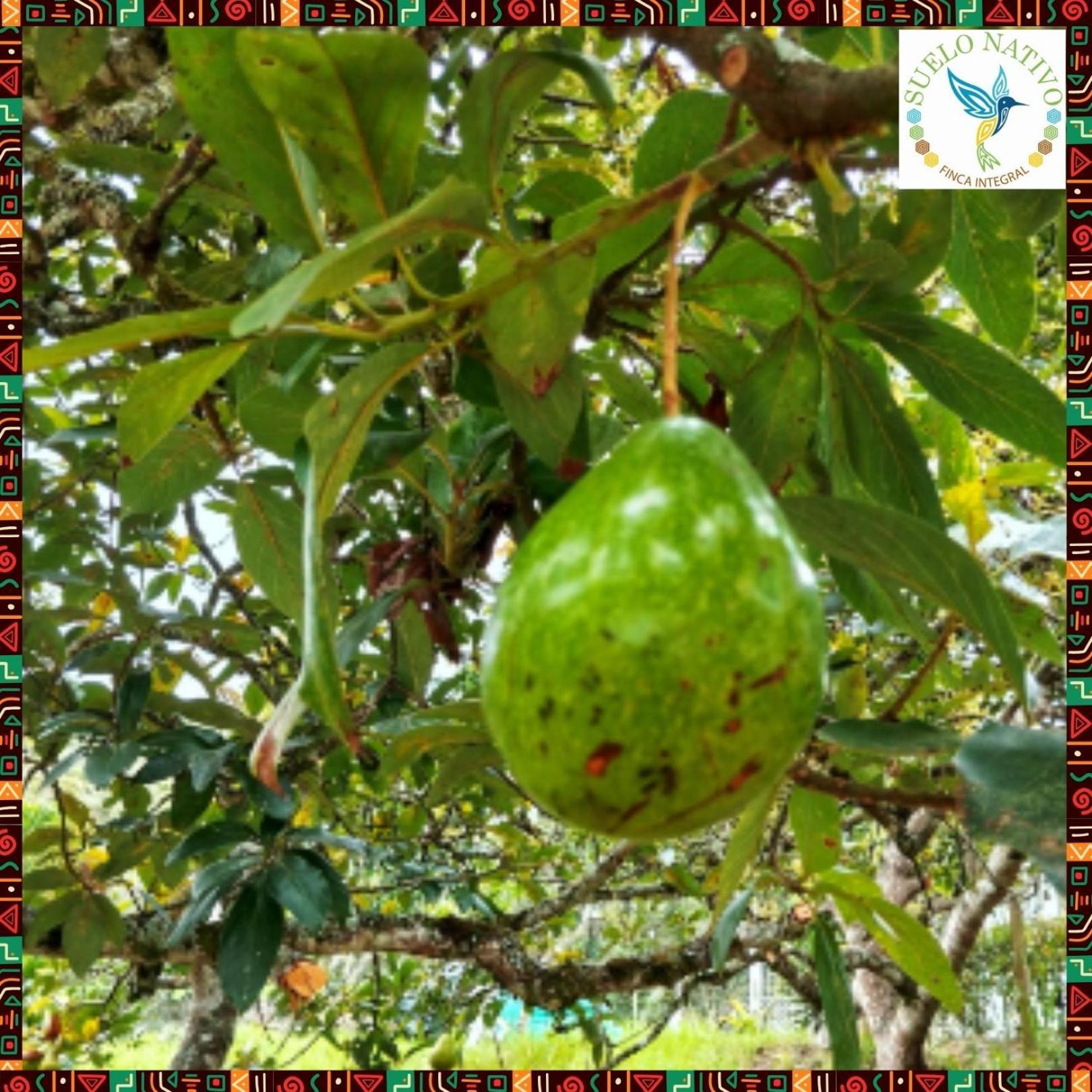 Hotel Finca Integral Suelo Natiivo "Integramos El Campo Con Tu Bienestar" Guaduas Buitenkant foto
