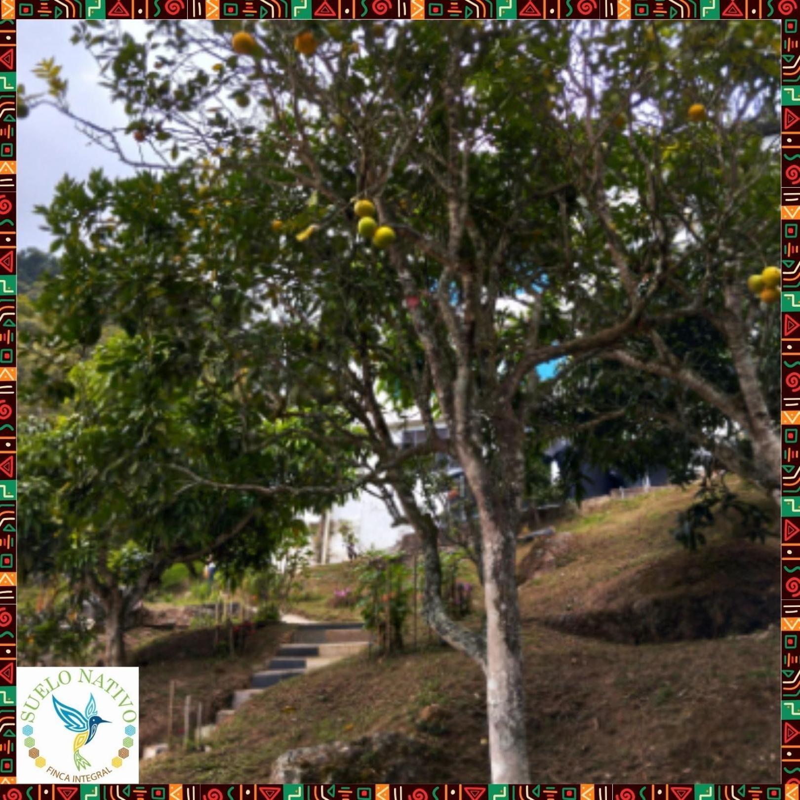 Hotel Finca Integral Suelo Natiivo "Integramos El Campo Con Tu Bienestar" Guaduas Buitenkant foto